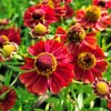 Helenium